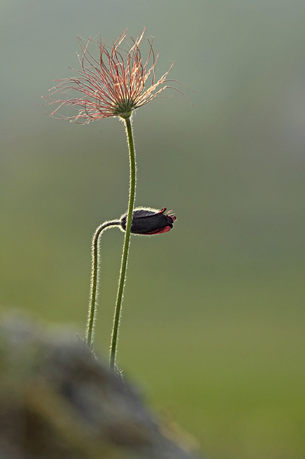 _MG_7291.jpg