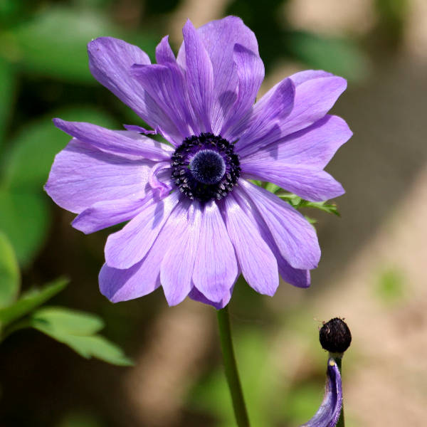 IMG_0239_DxO.jpg