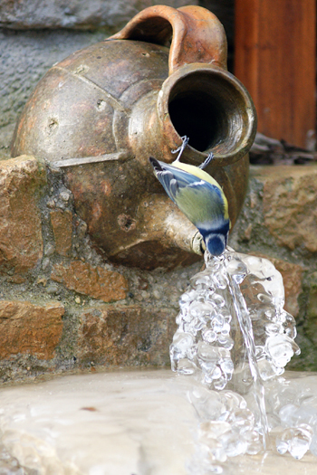 Photo 3 - MÃ©sange bleue - St Rambert - 1416.jpg