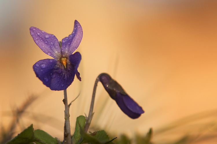 03-12-6479-violette.jpg