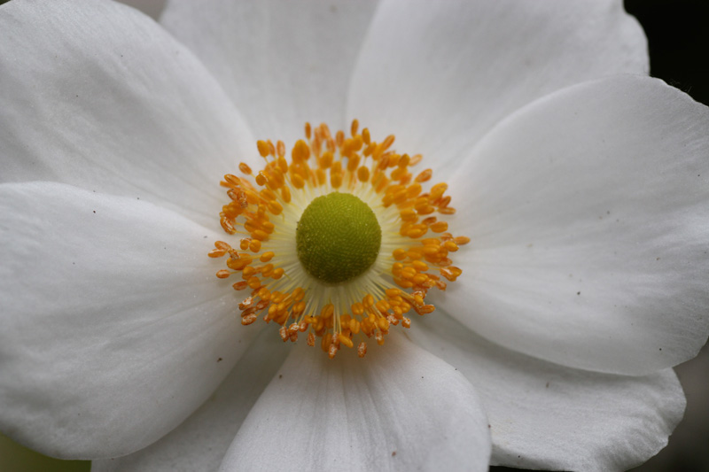 anémone sylvestris.jpg