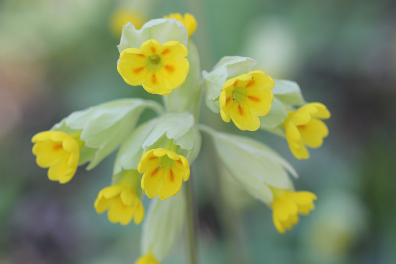 coucou primula veris.jpg