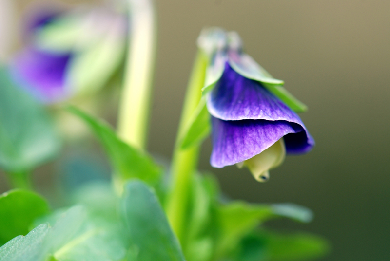 Violette red.jpg