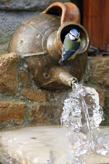 Photo 2 - MÃ©sange bleue - St Rambert - 1415.jpg