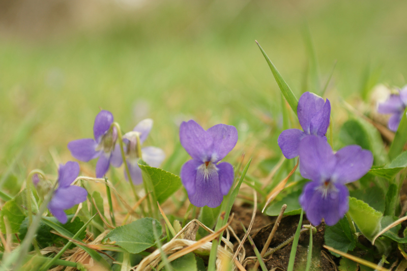 violette.jpg