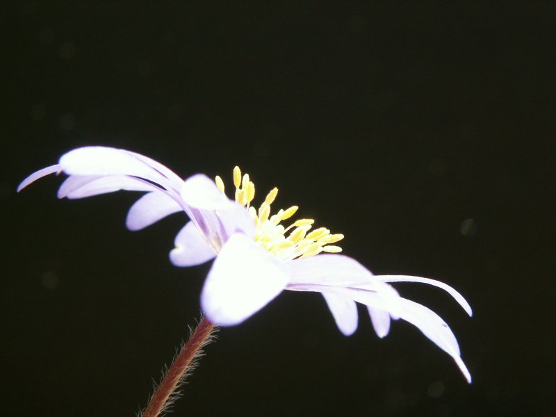 Pict9441.jpg