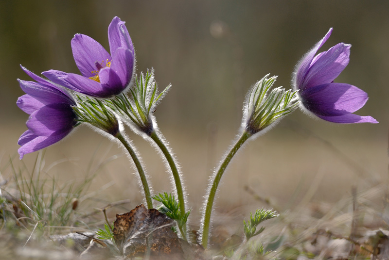Pulsatilla vulgaris.jpg
