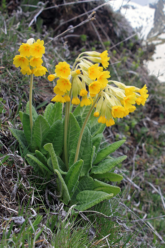 IMG_8712 copie v800.jpg