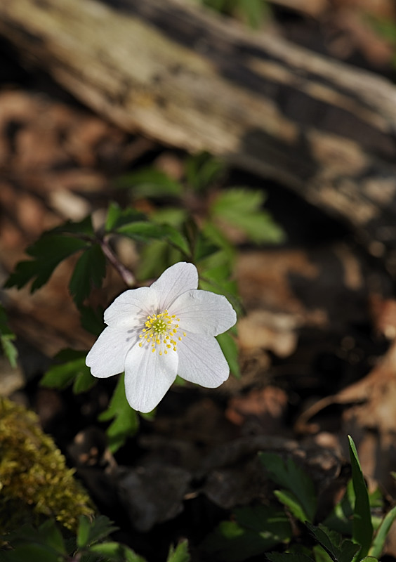 _DGB4858 ANEMONE IMAGE3.jpg