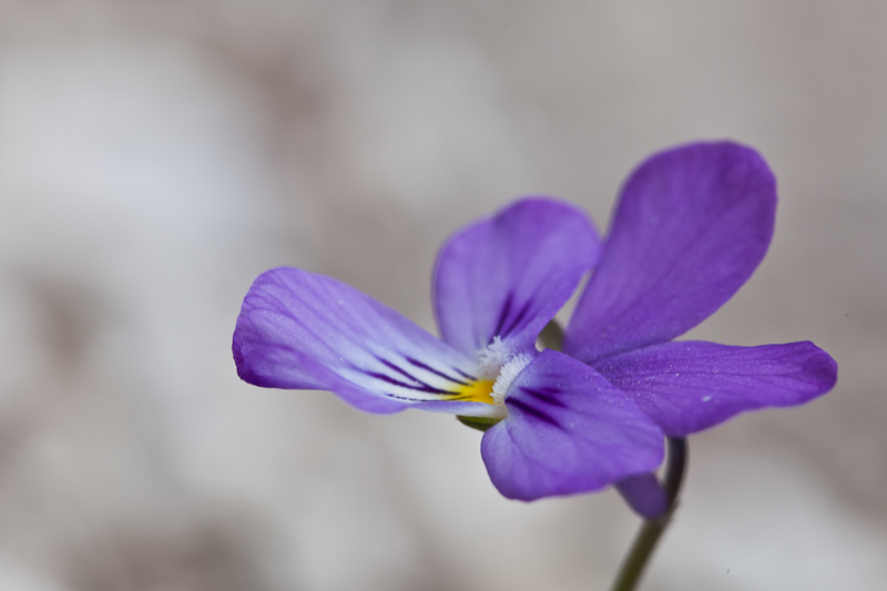 2011_05_30_violette de rouen_049.jpg