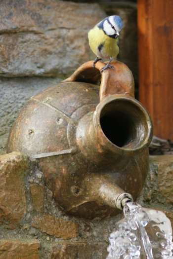 Photo 1 - MÃ©sange bleue - St Rambert - 1414.jpg