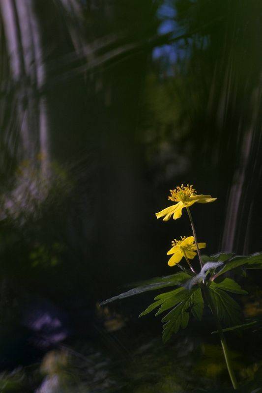 20110401 anémone_1.JPG