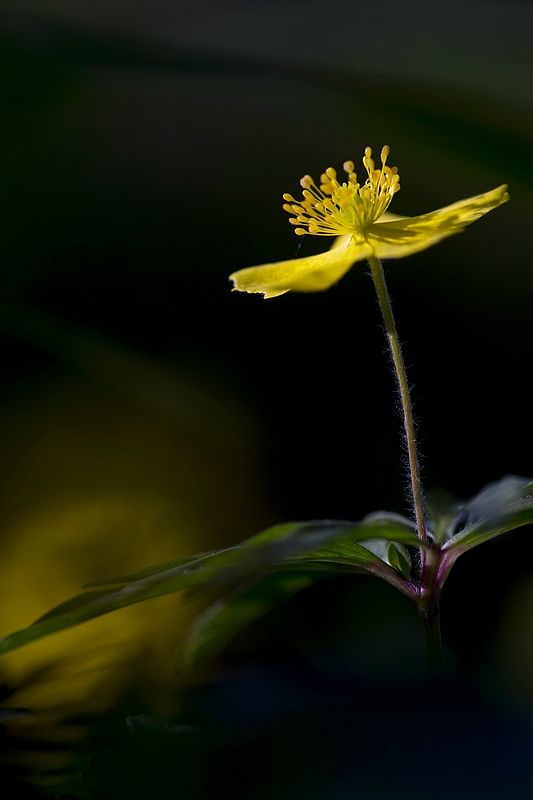 20110401 anémone_3.JPG