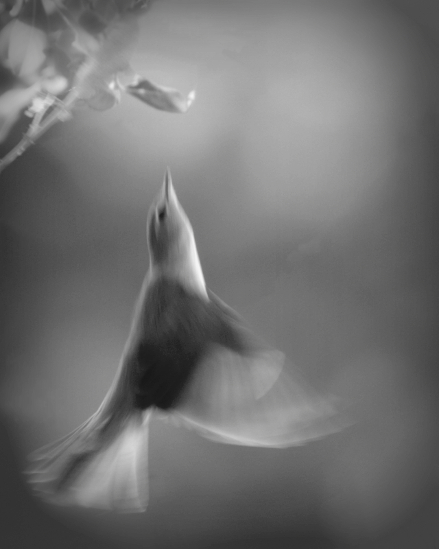 gobemouche noir - 21-05-2011 11-10-060.JPG