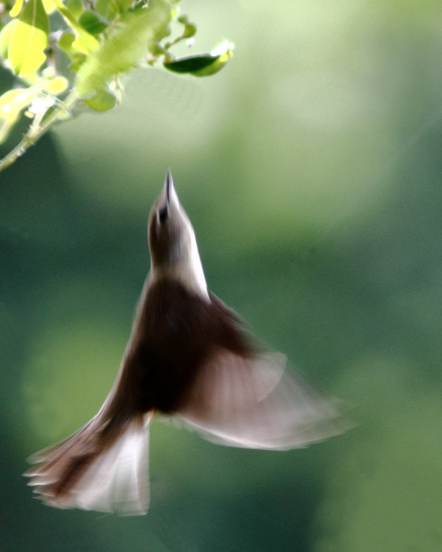 gobemouche noir - 21-05-2011 11-10-58coul.JPG