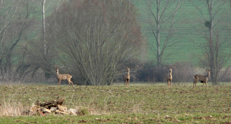 Copie de P1110104A.jpg