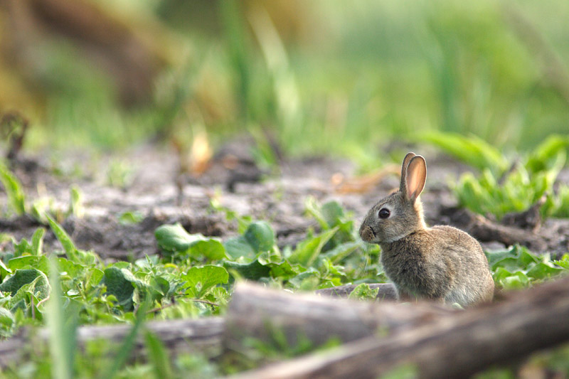 Lapin de garenne - DVD01 - IMG_2621.JPG