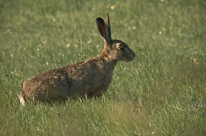 RV - haas _MG_0574-2.jpg