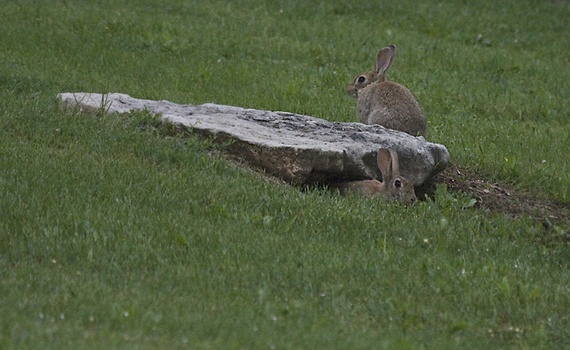 -_MG_7622 konijn.jpg