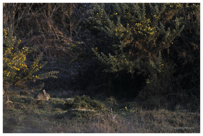 beg melen lapin3  12-02_1254.JPG