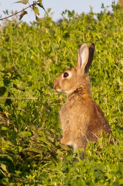 garenne aux aguets.jpg