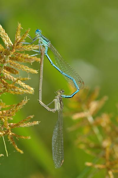 Platycnemis pennipes.jpg