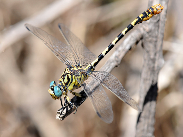 1008-Gomphus à crochets-01a.jpg