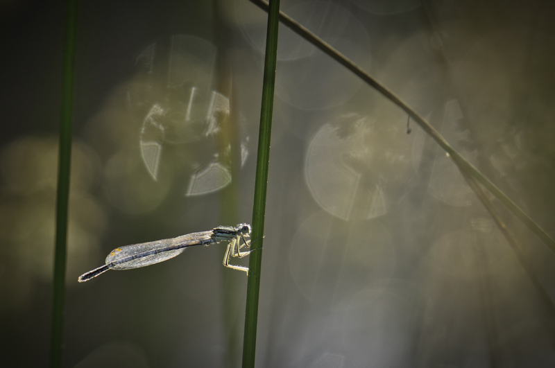 libellule 2 réduite.jpg