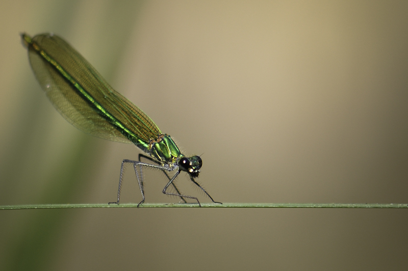 libellule 3 réduite.jpg