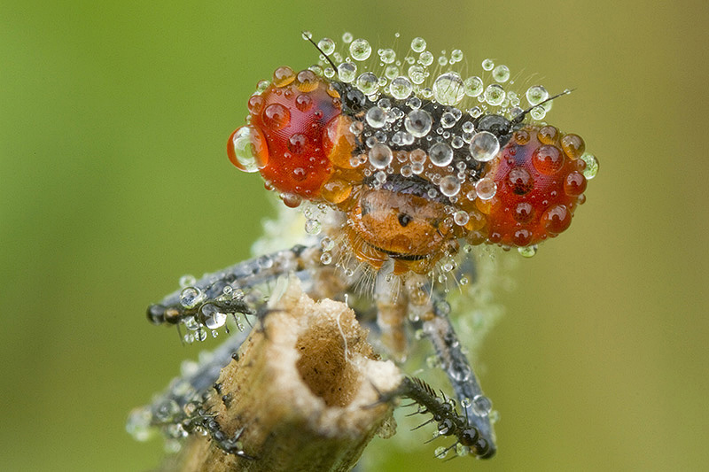 portrait de naïade aux yeux rouges..jpg