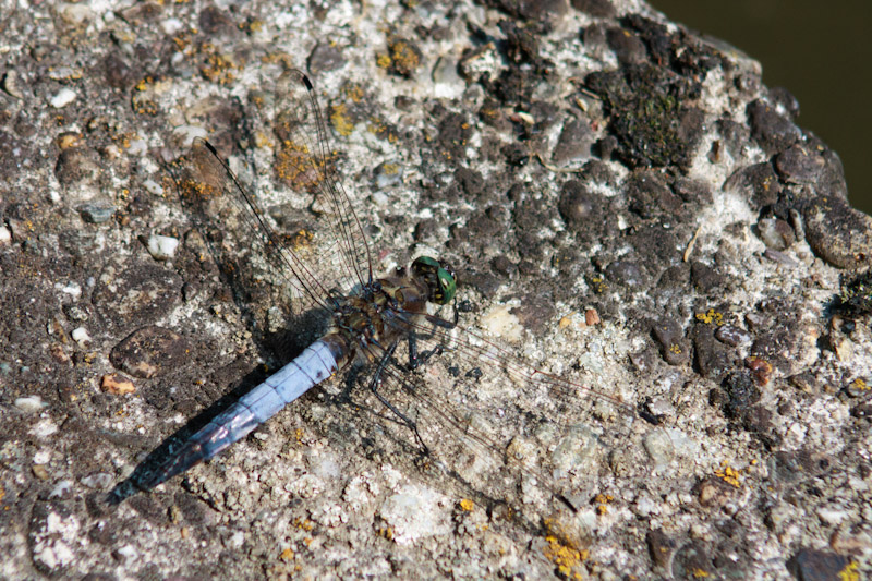 Orthétrum réticulé.jpg