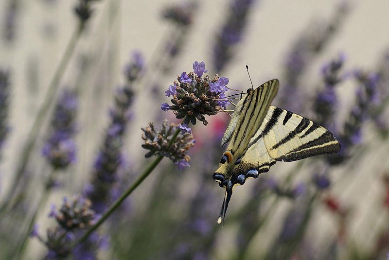 080730 Papillon 005.JPG