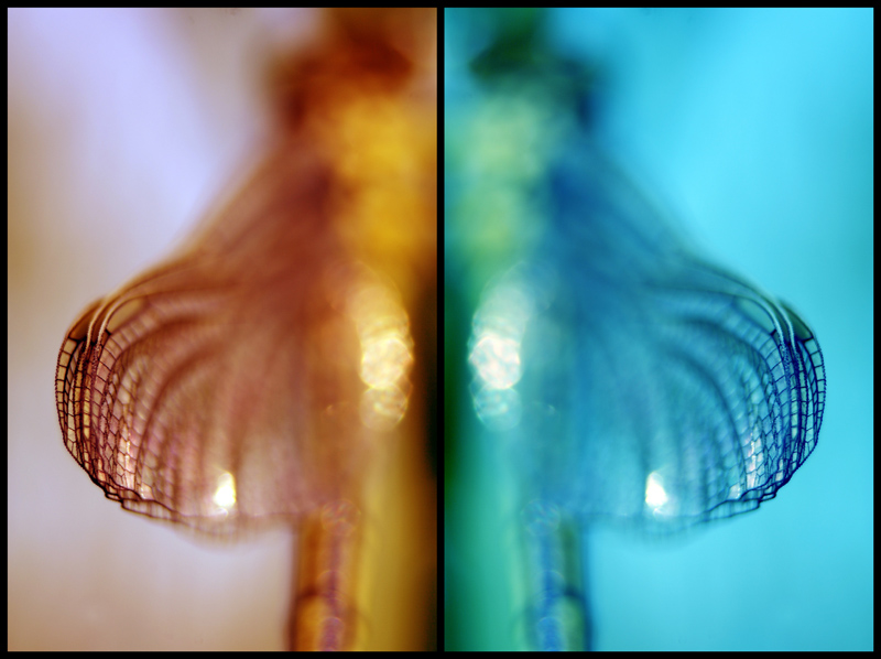 montage libe1-2_800.jpg