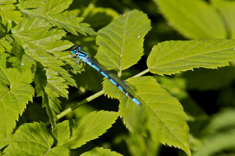 Agrion Jouvencelle 01.jpg