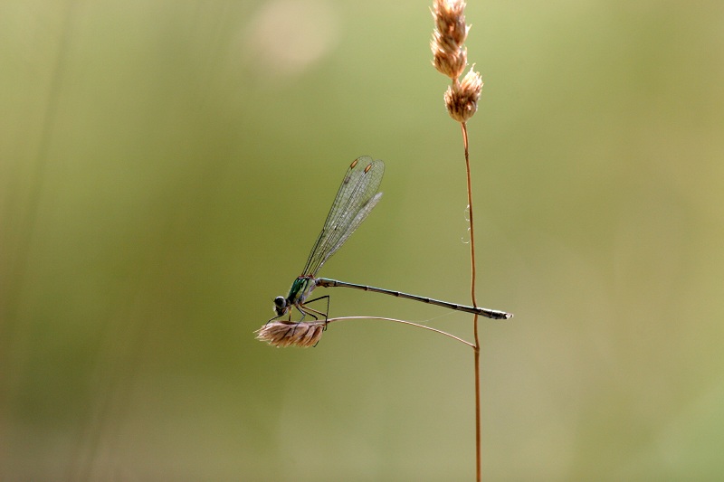 C.viridis_IeN.jpg