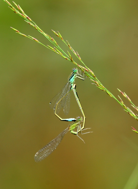 I.elegans_IeN.jpg