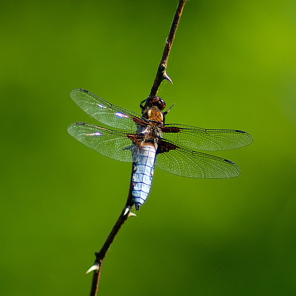 P5071702 i&n.jpg