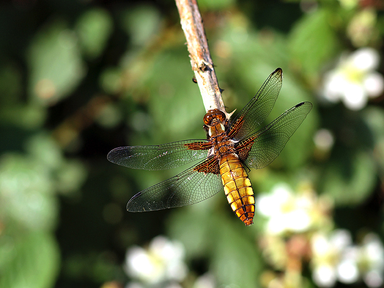 P5211926 i&n.jpg