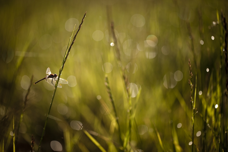 libellule_image_et_nature3.jpg