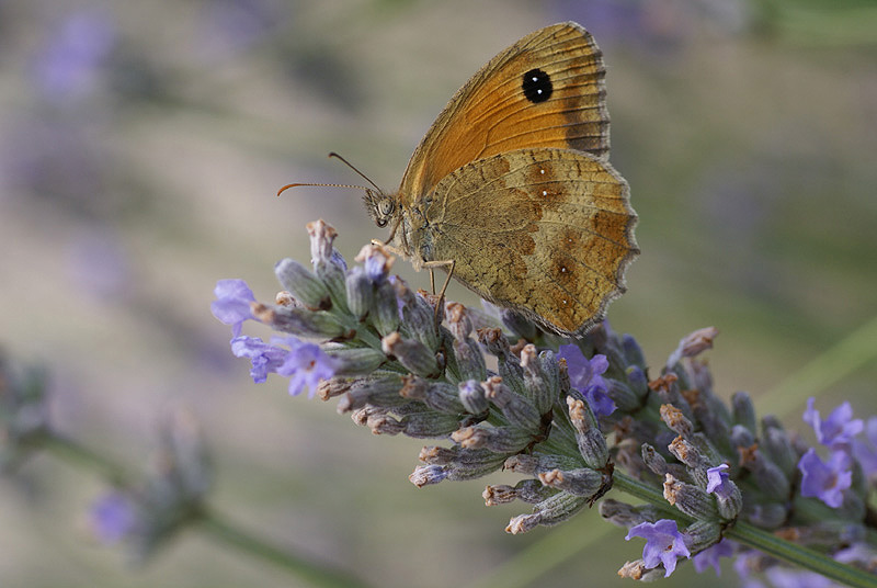 080730 Papillon 006.JPG