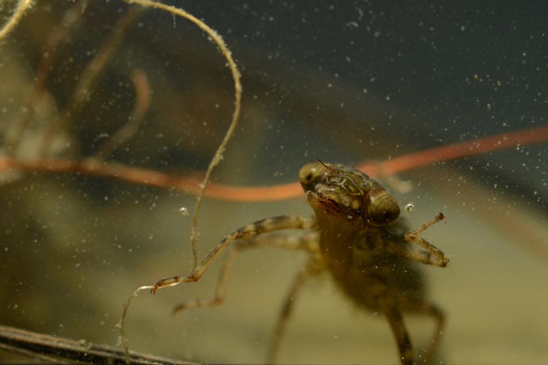 libellule concour.jpg