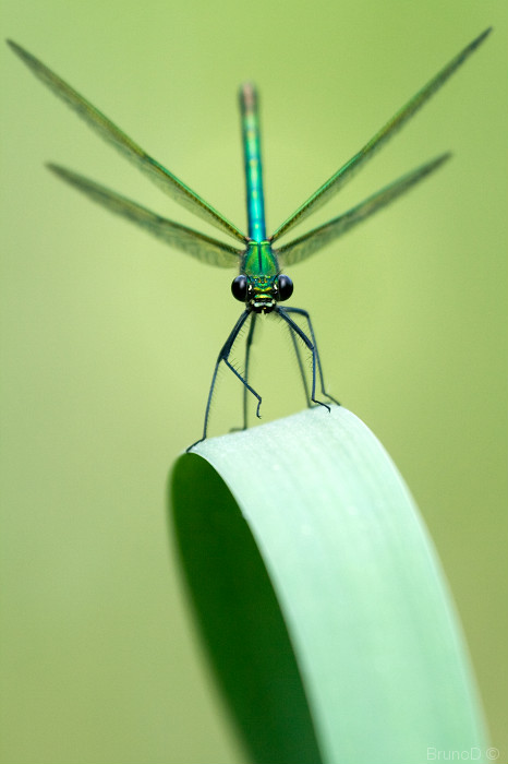 Macro réserve des Ramières_22mai2009_0822-border.jpg
