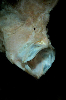 frogfish.jpg