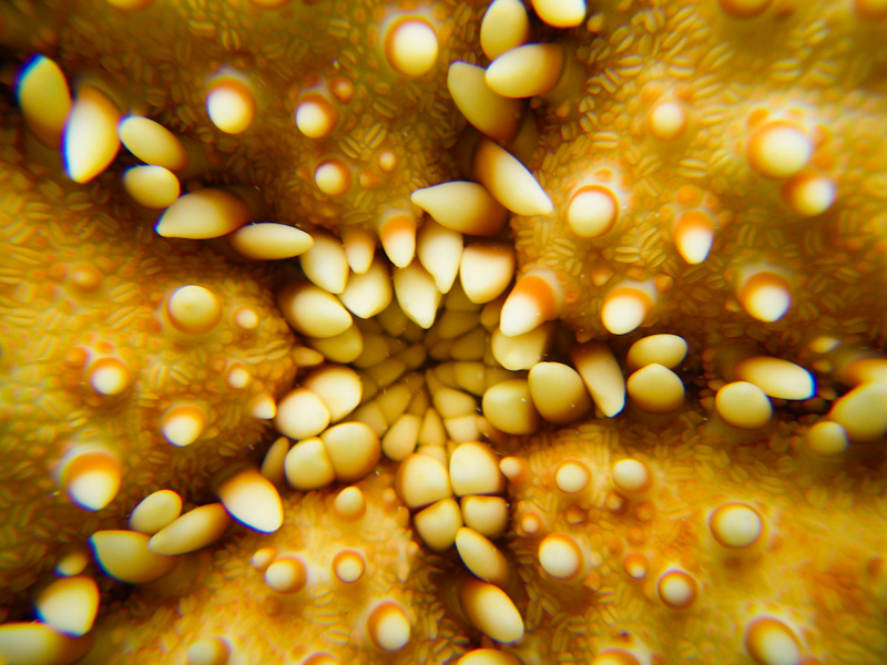 bouche d'astérie.jpg