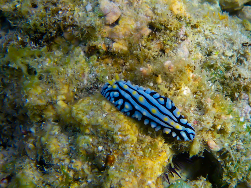 Phyllidia varicosa.jpg