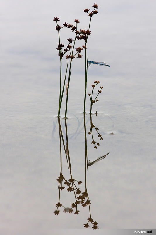 agrionjouvencelle07090002.jpg