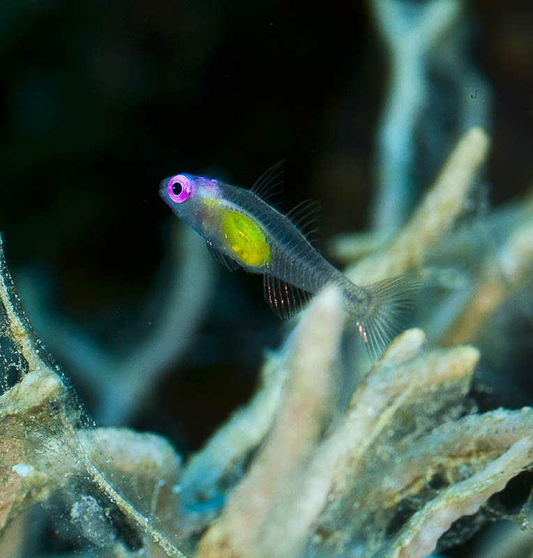poisson juvénile.jpg