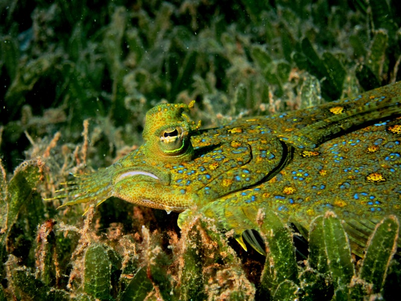 Carrelet, Lady V, Martinique.JPG