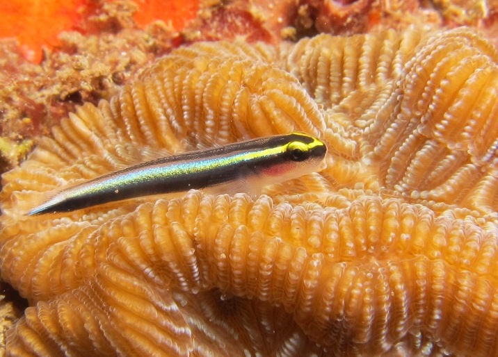 Gobie, Lady V, Martinique.JPG