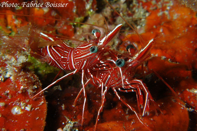 2-crevettes-web.jpg